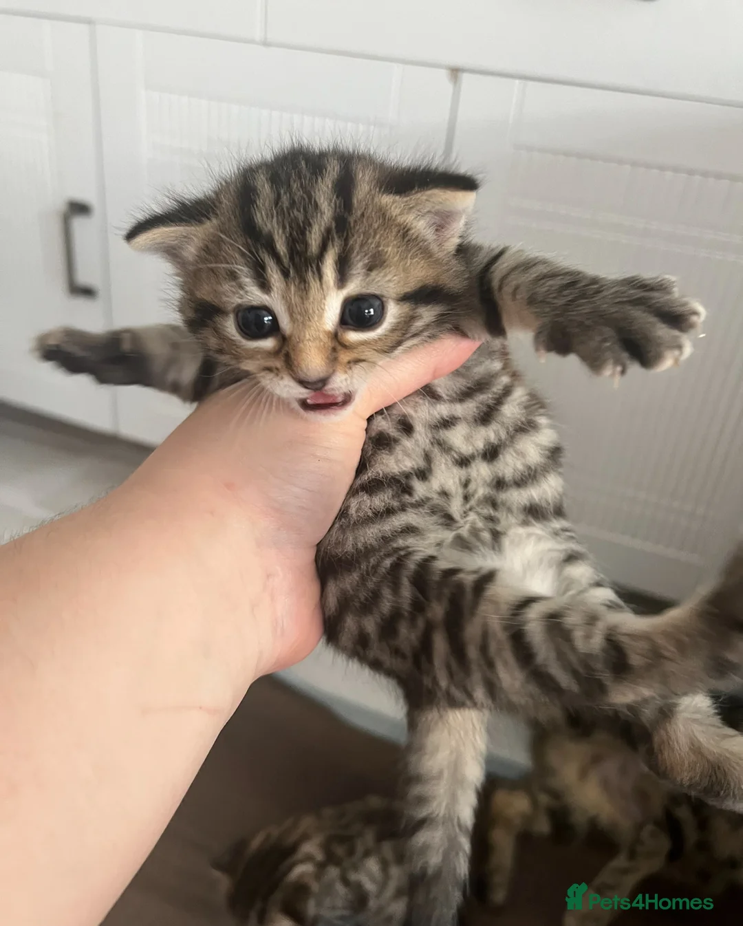 Bengal cats for sale: 4 beautiful half bengal kittens  - Advert 5