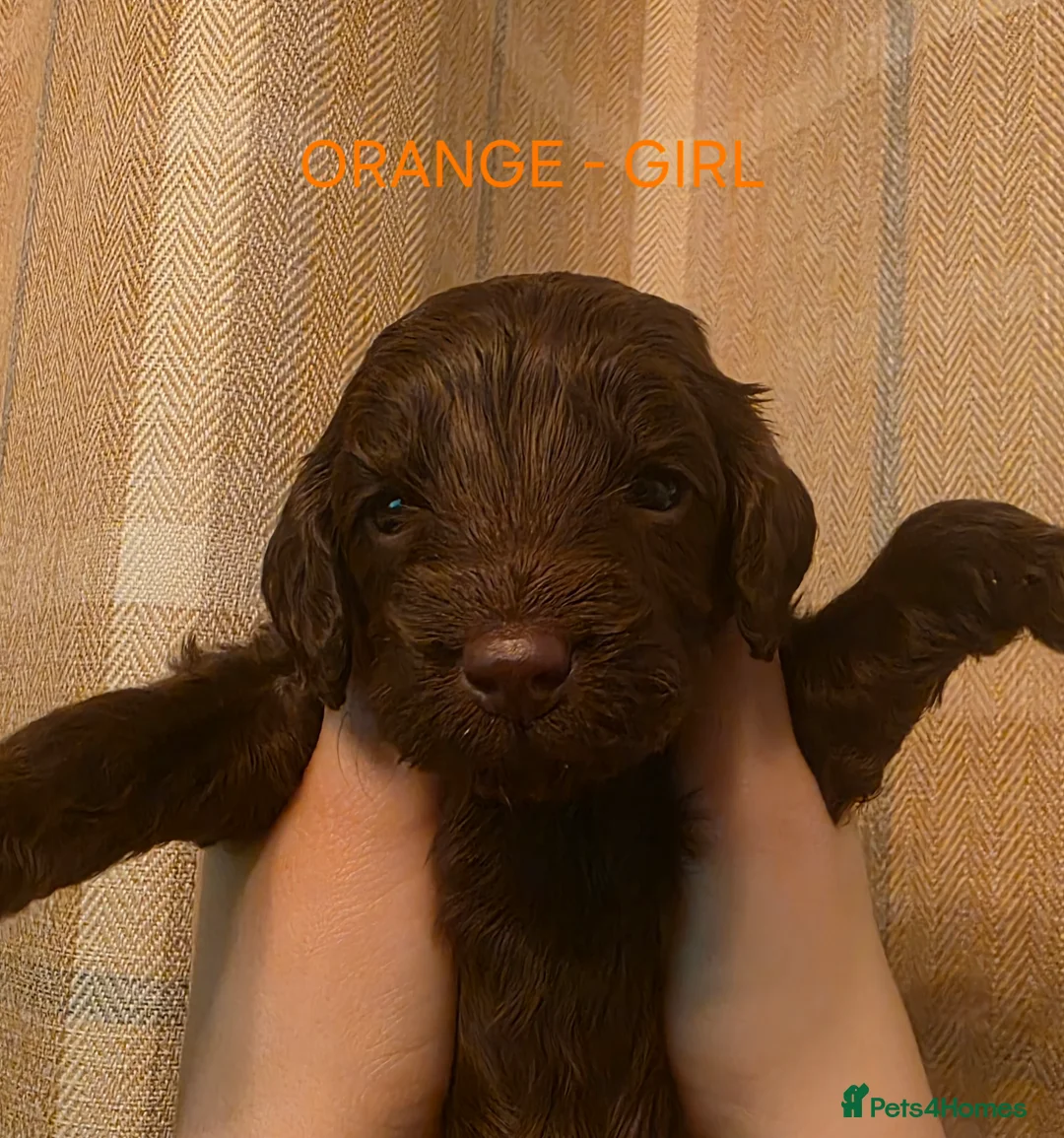 Cockapoo dogs for sale: Cockapoo Puppies  - Advert 15