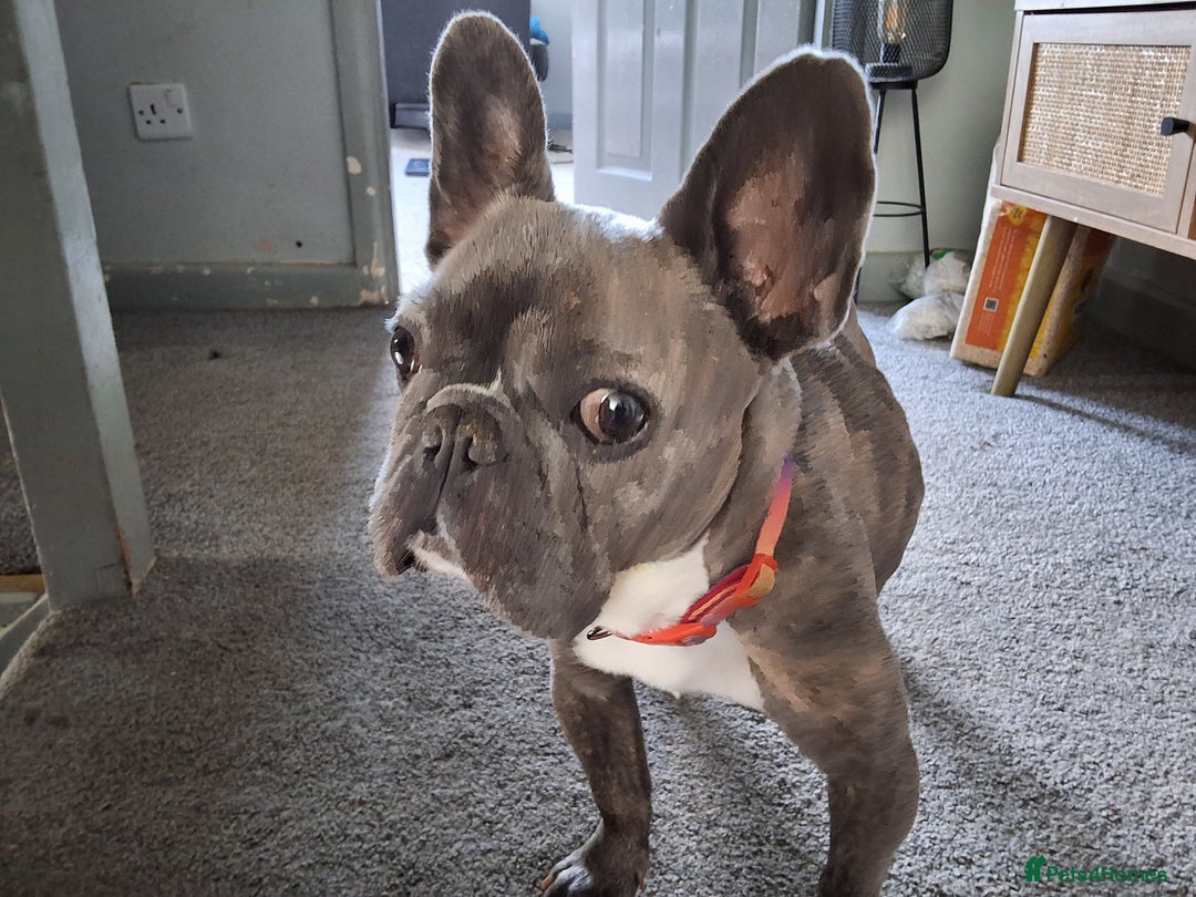 Mixed Breed dogs for sale: Frenchie cross chihuahua  - Image 12