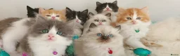 Ragdoll cats for sale: £Negotiable Beautiful cross Ragdoll/Persian😻😻😻 - Advert 6