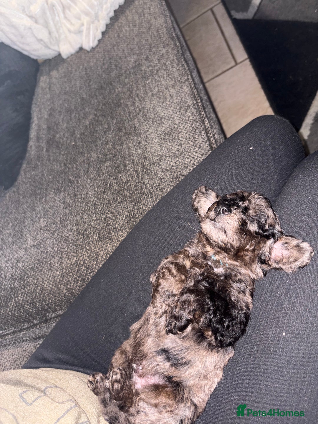 Cockapoo dogs for sale: F1bb mini cockapoo puppies  - Image 11