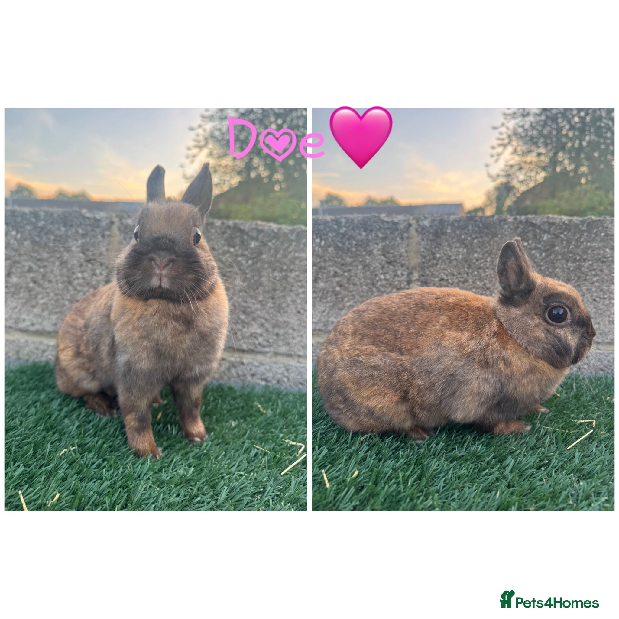 Netherland Dwarf rabbits Pure breed Netherlands dwarf  - Advert 1