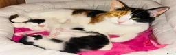 Mixed Breed cats for sale: Beautiful Kittens 🐱  - Advert 2