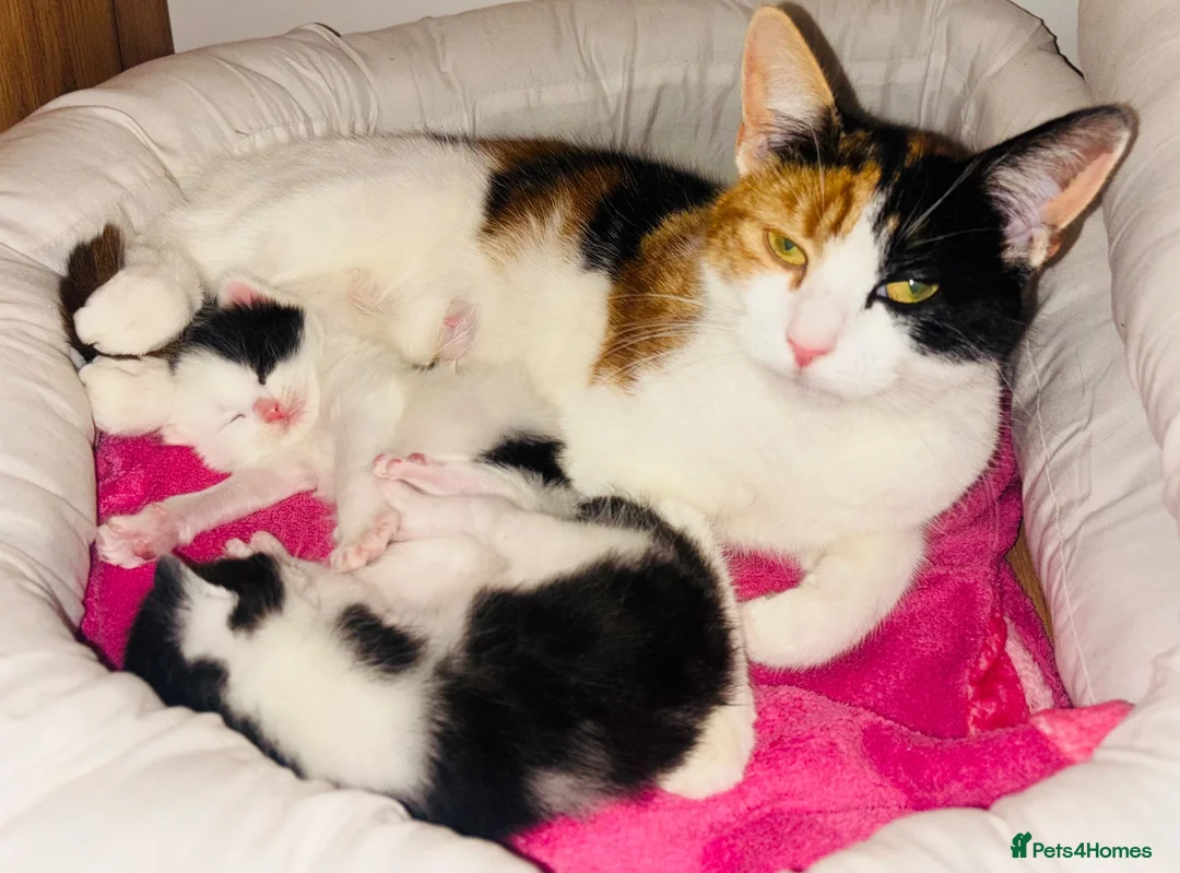 Mixed Breed cats for sale: Beautiful Kittens 🐱  - Advert 2