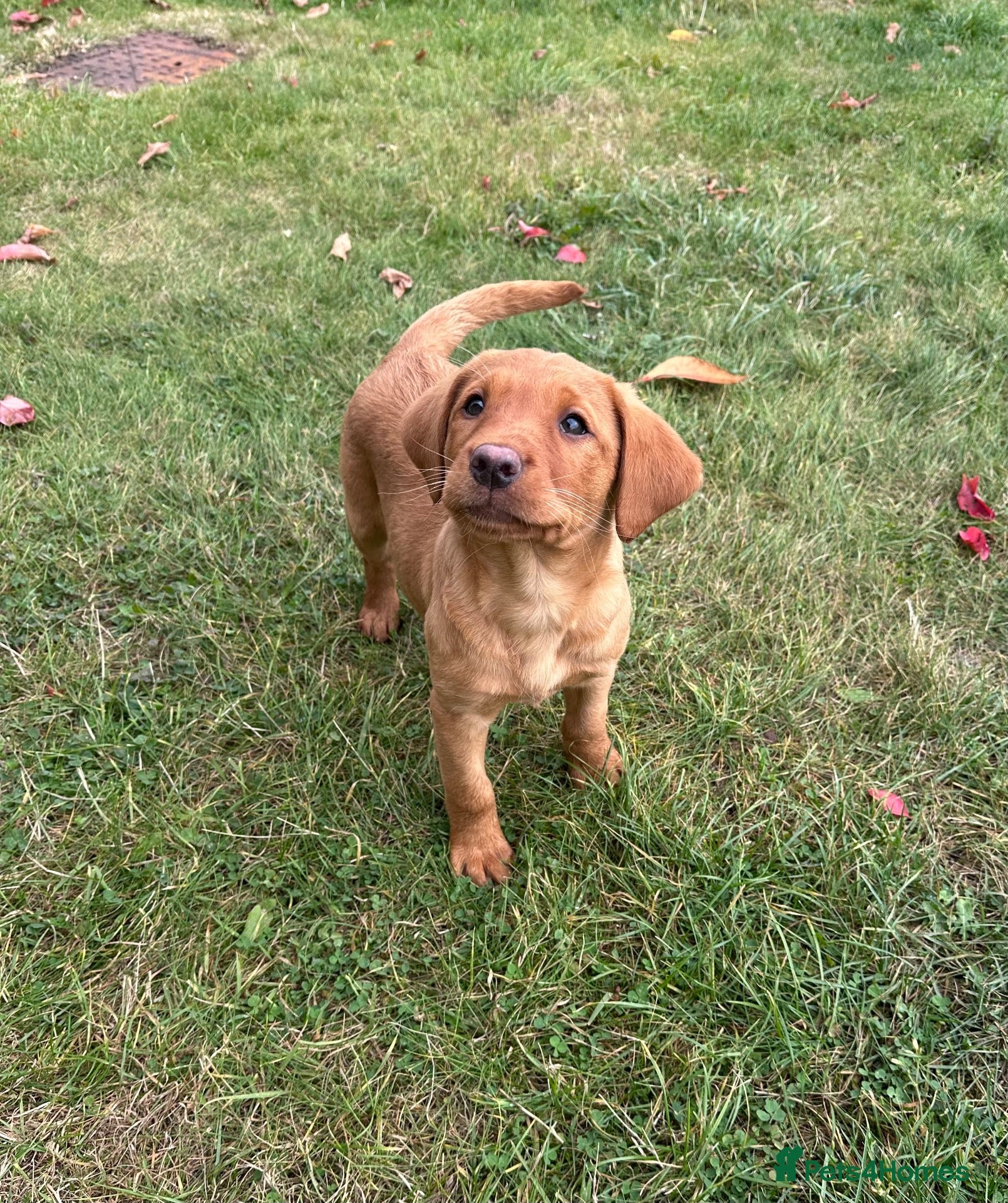 Labrador Retriever dogs Black & Fox Red KC Labradors - Advert 2