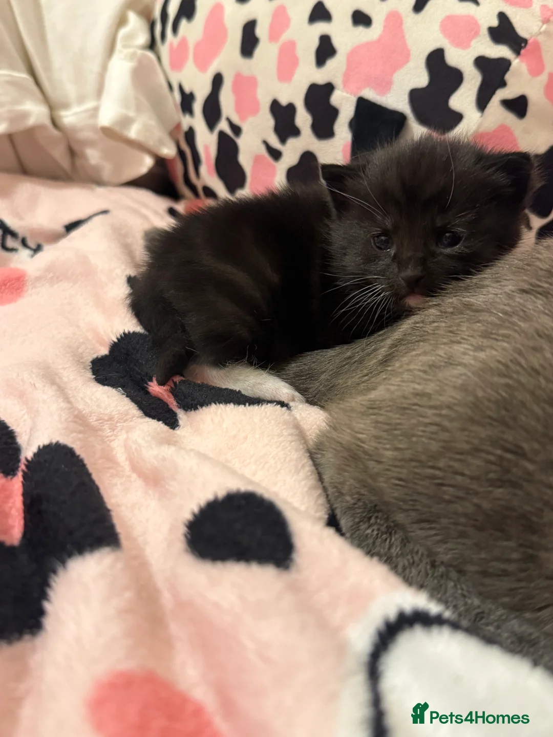 Mixed Breed cats for sale: Russian blue x tabby  - Advert 11