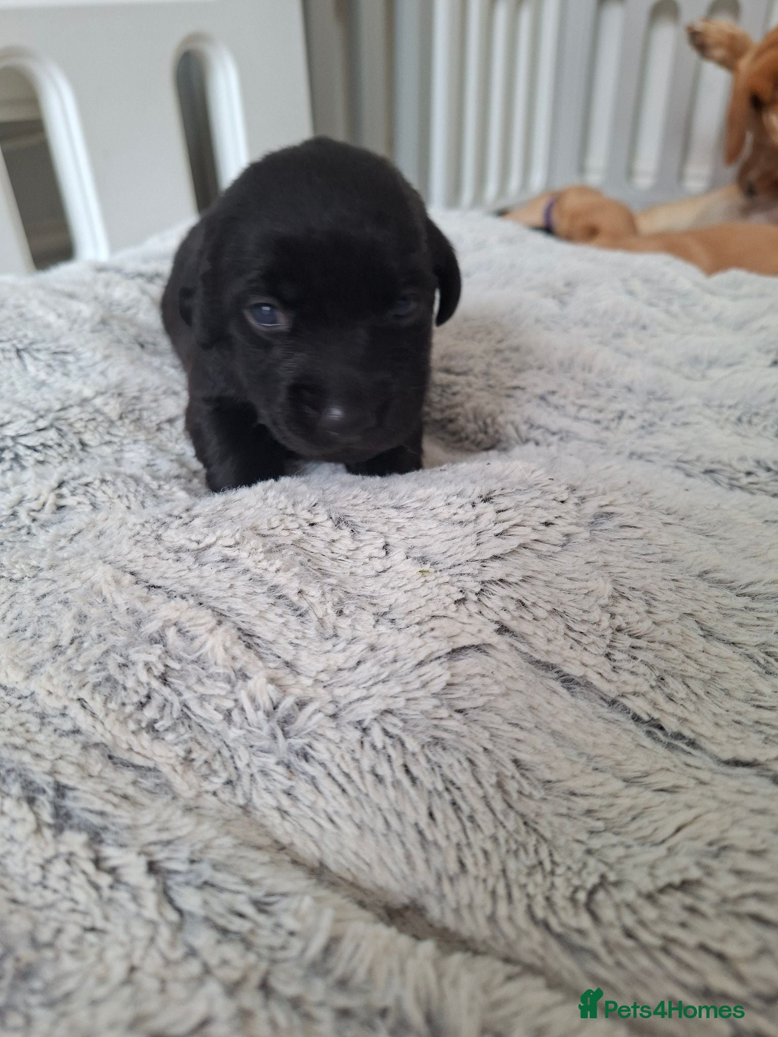 Labrador Retriever dogs Labrador puppies 1 left. 1 girl - Advert 4