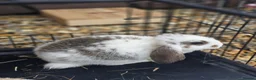 French Lop rabbits for sale: Giant french lop babies - Advert 7
