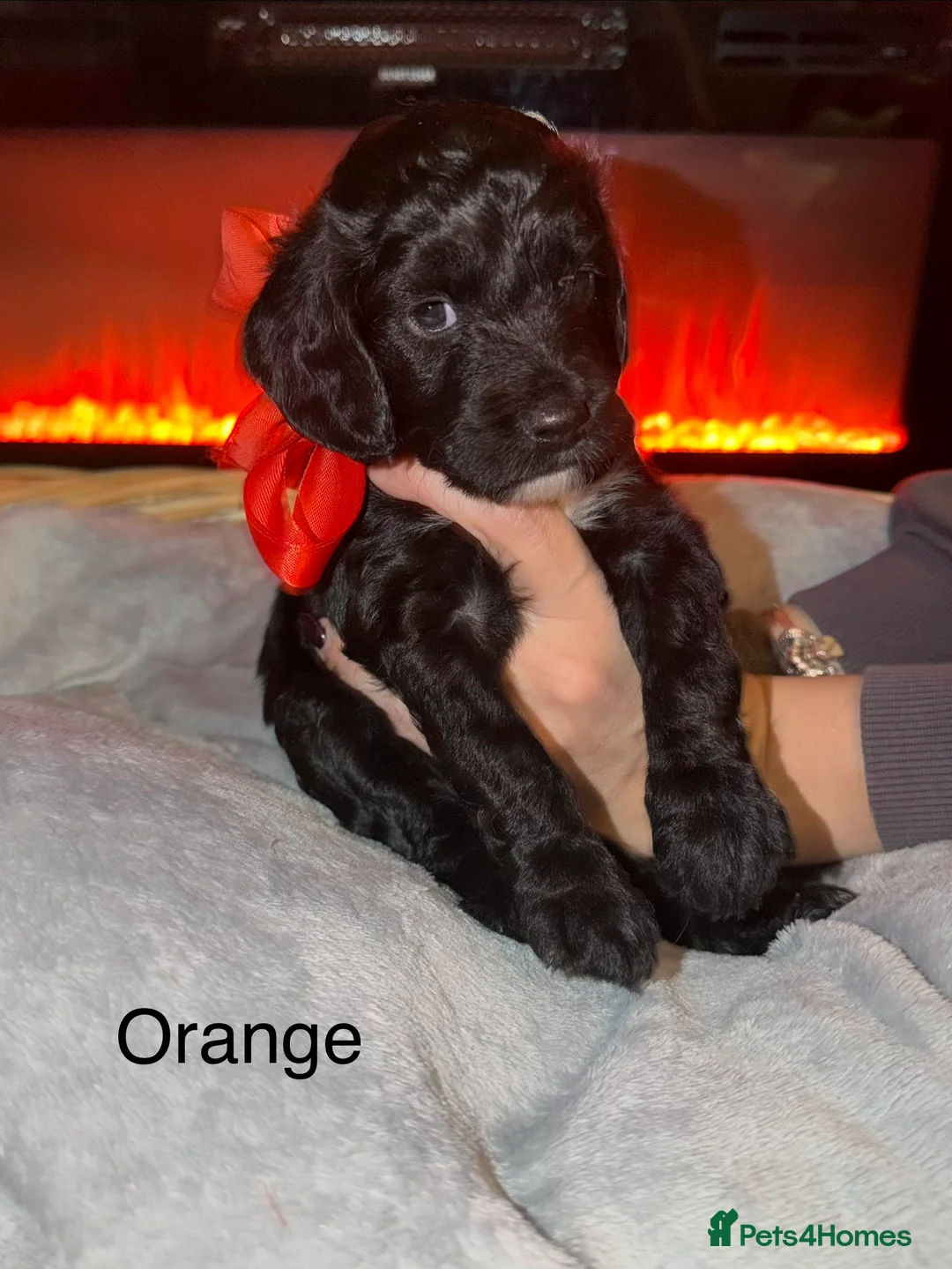 Sproodle dogs for sale: Beautiful sproodle puppies  - Advert 7