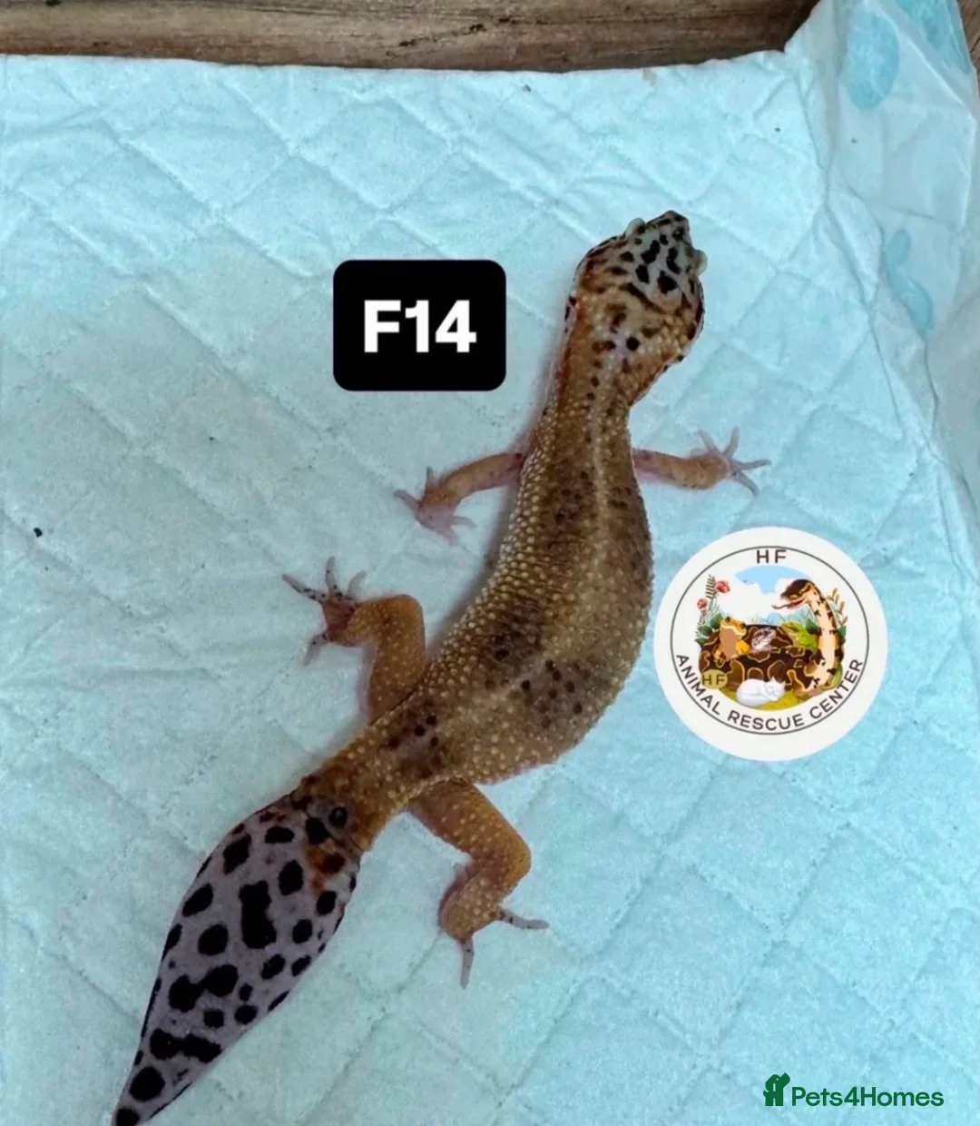 Lizard reptiles for sale: Available Rescues Looking for Their Forever Homes - Advert 2
