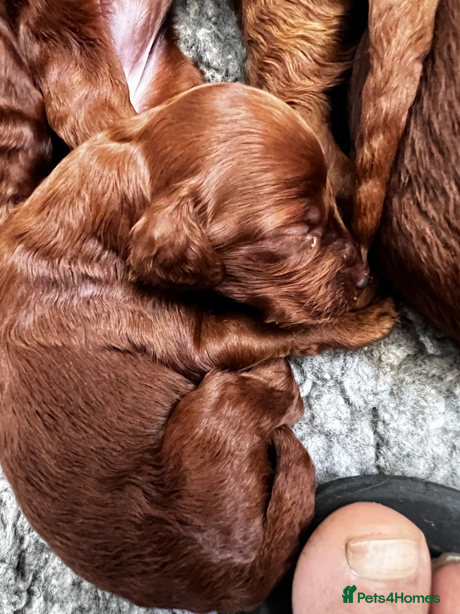 Irish Doodle dogs Doodles Miniature Poodle cross Irish Red Setter,  - Advert 2