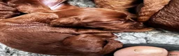 Irish Doodle dogs for sale: Doodles Miniature Poodle cross Irish Red Setter,  - Advert 11
