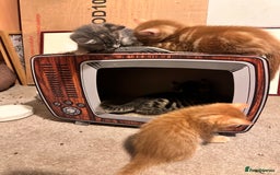 Mixed Breed cats for sale: Amiable mixed breed kittens - Image 7