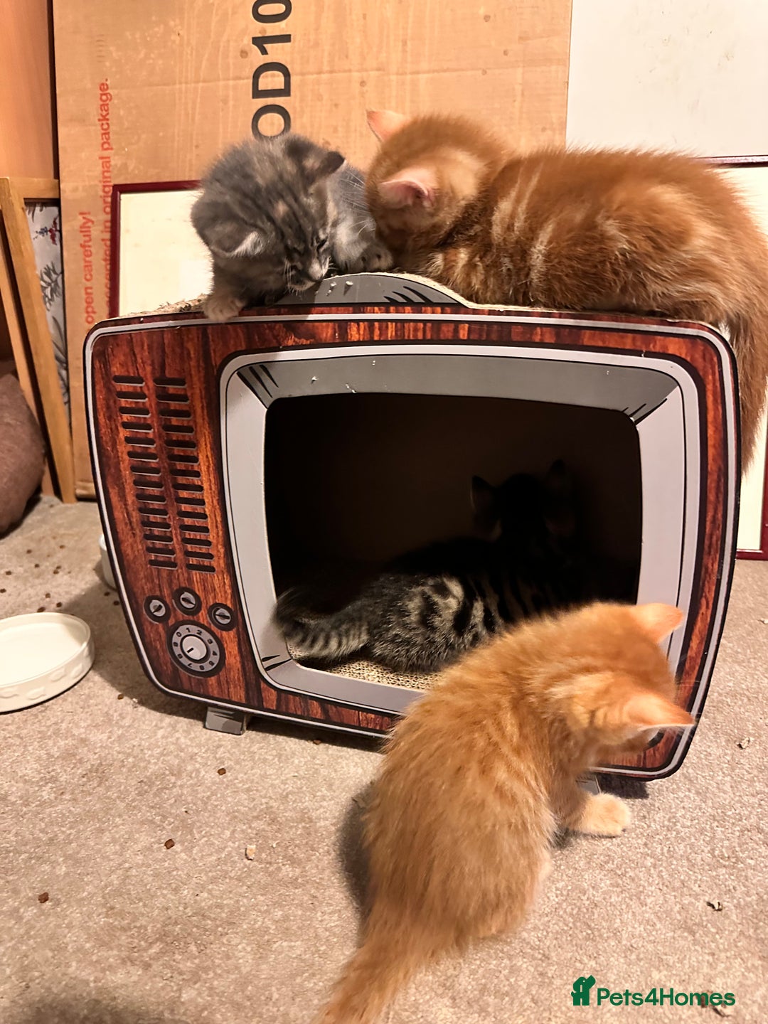 Mixed Breed cats for sale: Amiable mixed breed kittens - Image 7