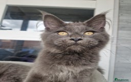 Maine Coon cats for sale: Maine coon kittens  - Image 5