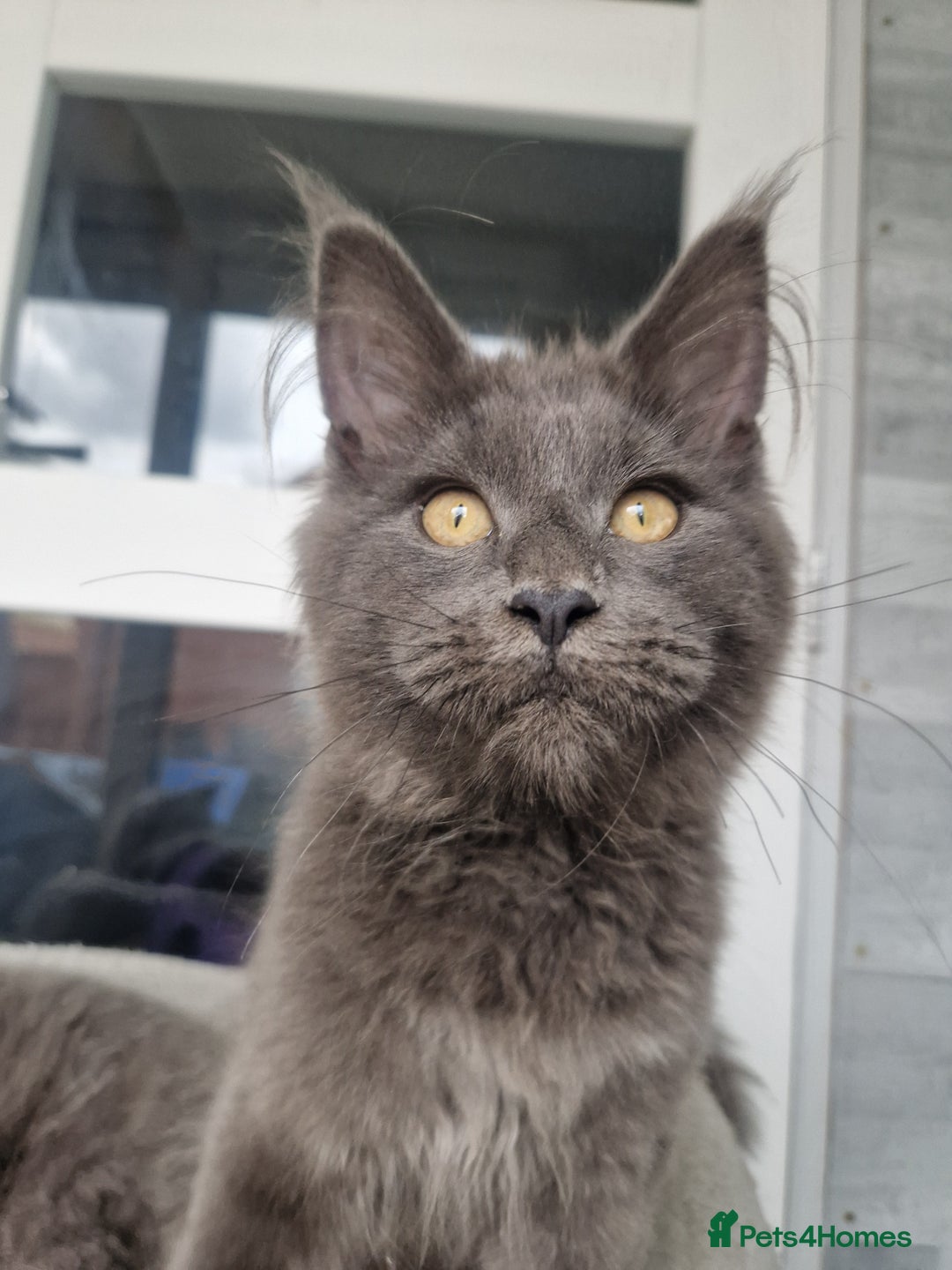 Maine Coon cats for sale: Maine coon kittens  - Image 5