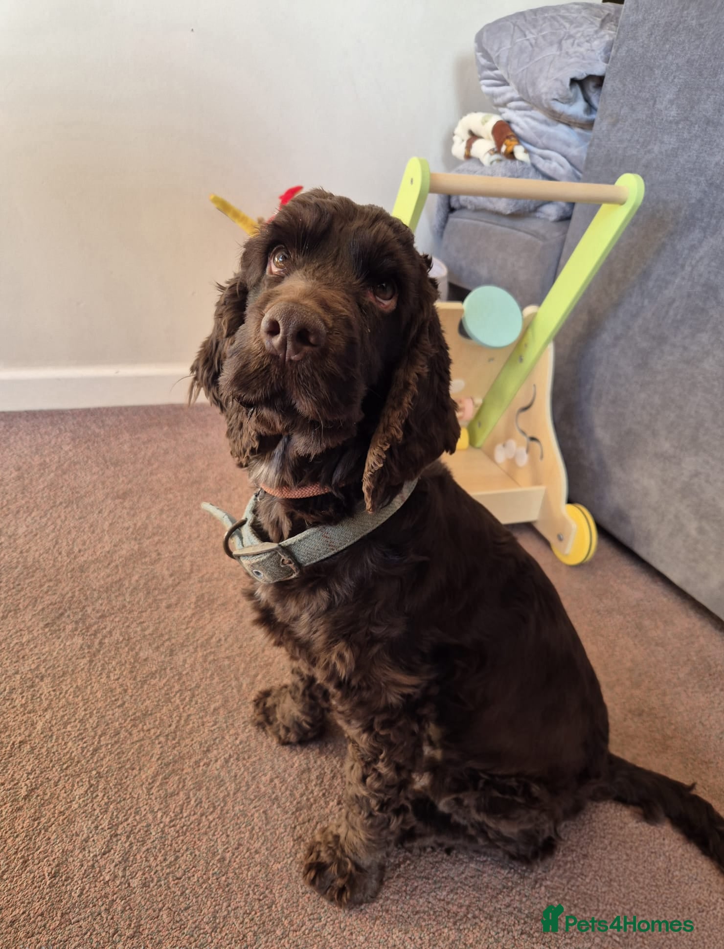 Cocker Spaniel dogs Chocolate English Cocker Spaniel Girl - Advert 8