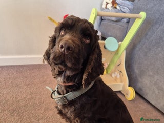 Cocker Spaniel dogs Chocolate English Cocker Spaniel Girl - Advert 8