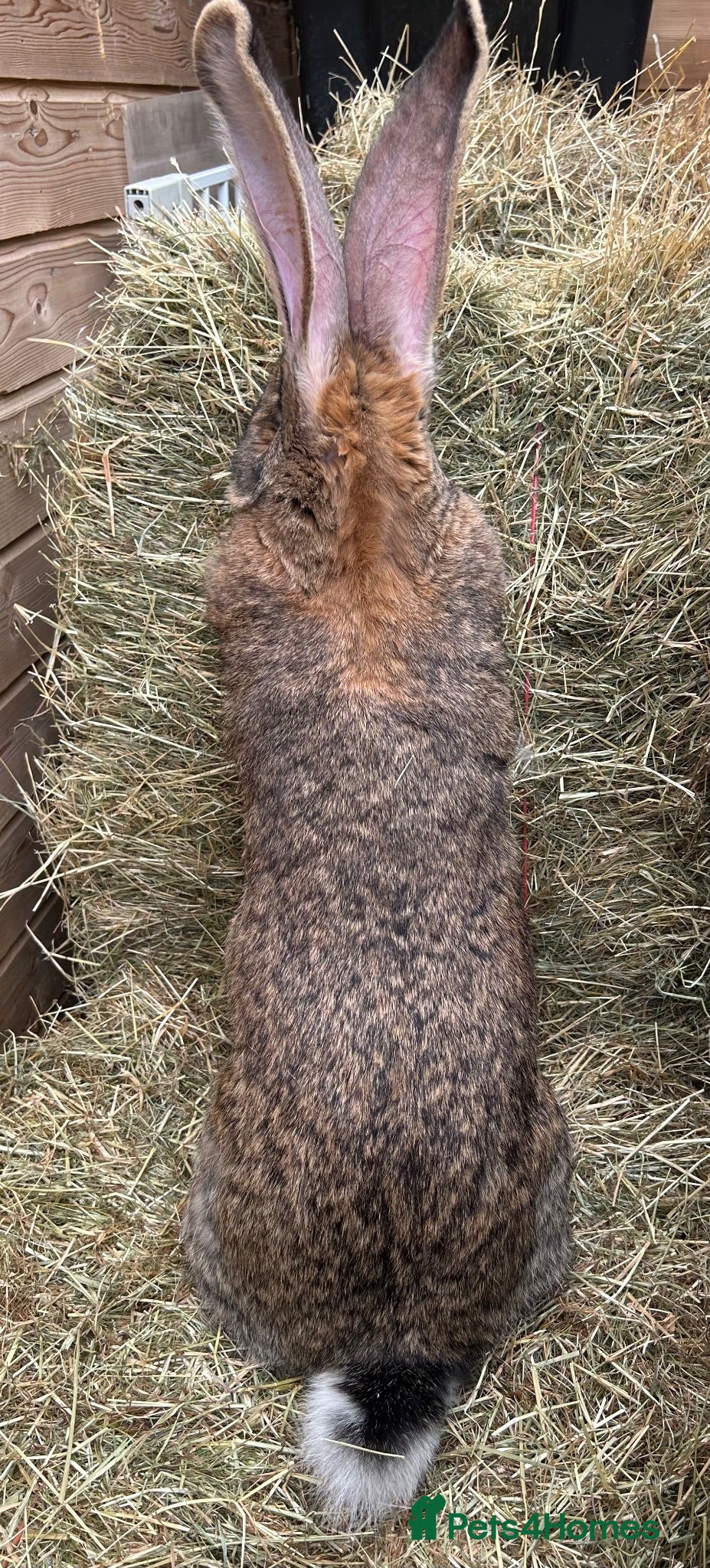 Flemish rabbits WE HAVE THE WORLDS BIGGEST BUNNIES  - Advert 1