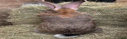 Flemish rabbits for sale: WE HAVE THE WORLDS BIGGEST BUNNIES  - Advert 1