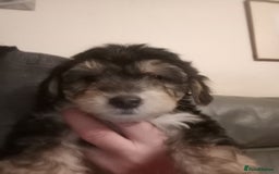 Mixed Breed dogs for sale: Male Pups  - Image 6