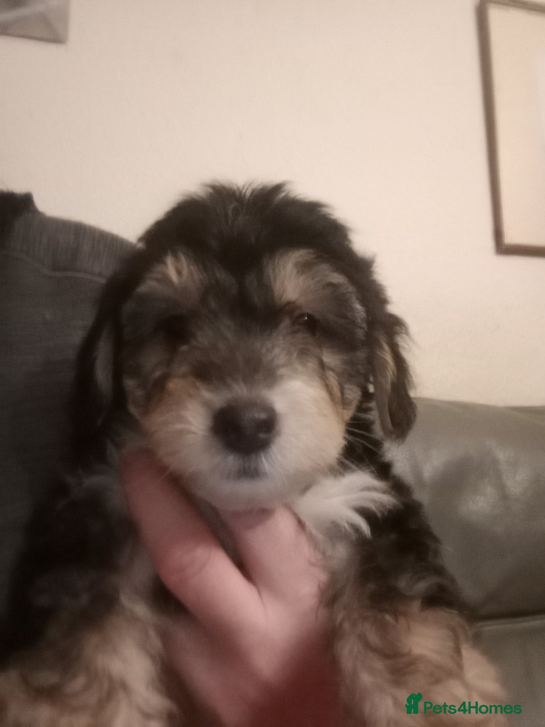 Mixed Breed dogs for sale: Male Pups  - Image 6