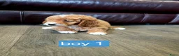 Cockapoo dogs for sale: Adorable F1 Cockapoo pups ♥️🐕🐾 in Bury Saint Edmunds - Advert 17