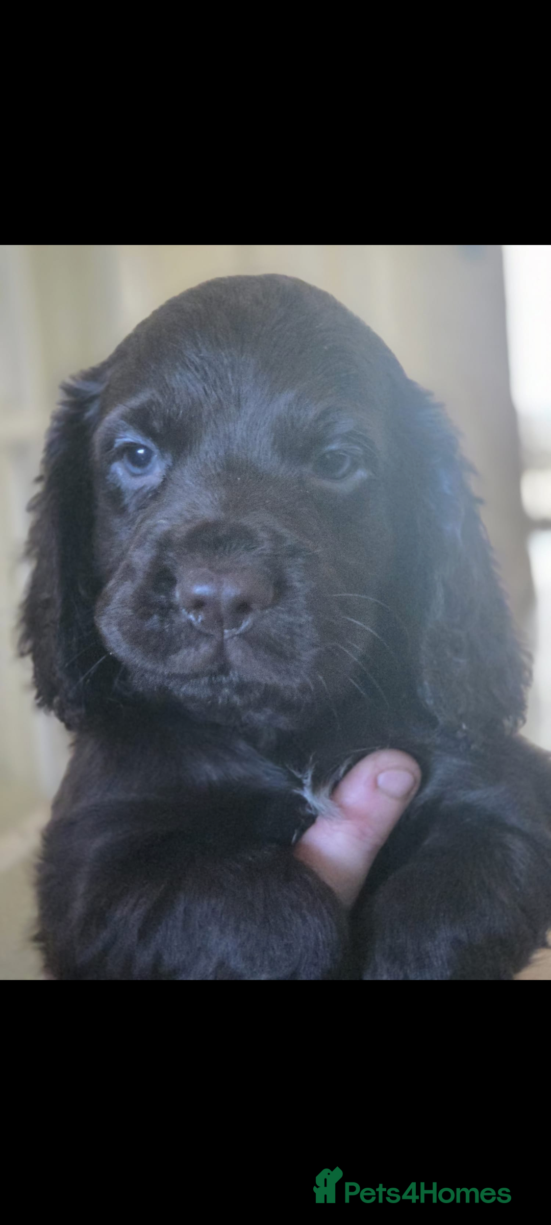 Cocker Spaniel dogs for sale: 5 Gen KC Registered working Cocker Spaniel pups  - Advert 2