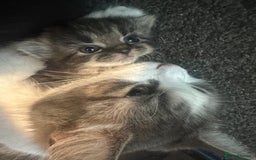 British Longhair cats for sale: Kittens  - Image 4