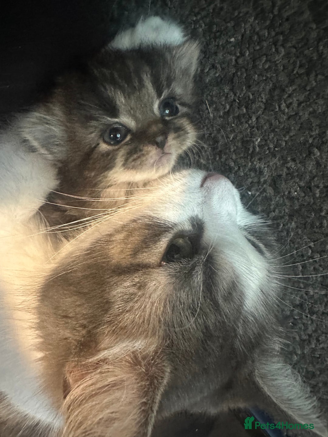 British Longhair cats for sale: Kittens  - Image 4
