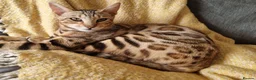 Bengal cats for sale: Stunning Bengal Kittens. TICA Registered. - Advert 8