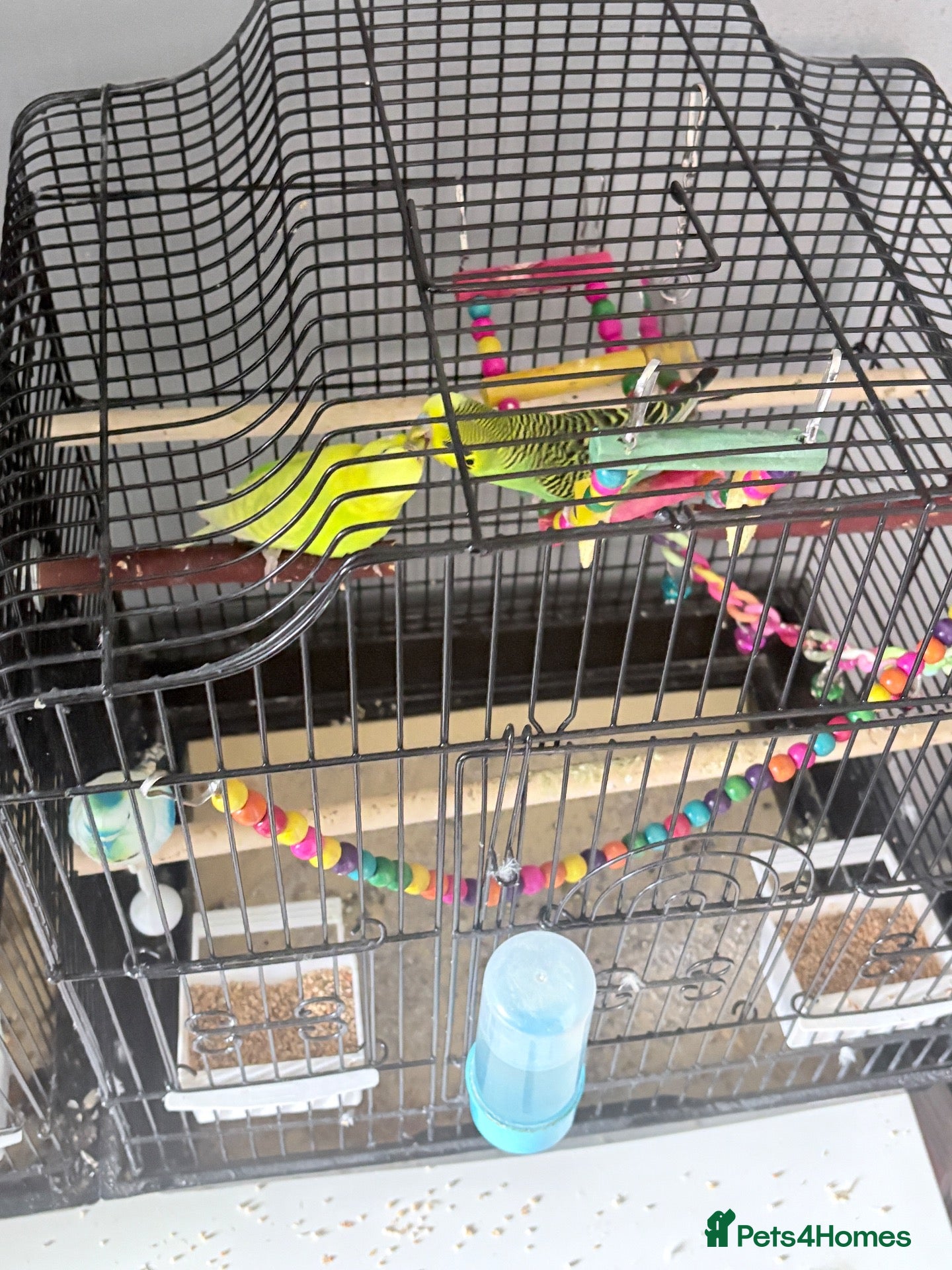 Budgerigars birds 2 budgies and the cage toys water bottle and food  - Advert 4