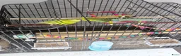 Budgerigars birds for sale: 2 budgies and the cage toys water bottle and food  - Advert 1