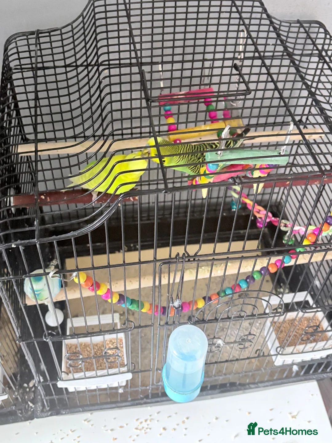 Budgerigars birds for sale: 2 budgies and the cage toys water bottle and food  - Advert 1