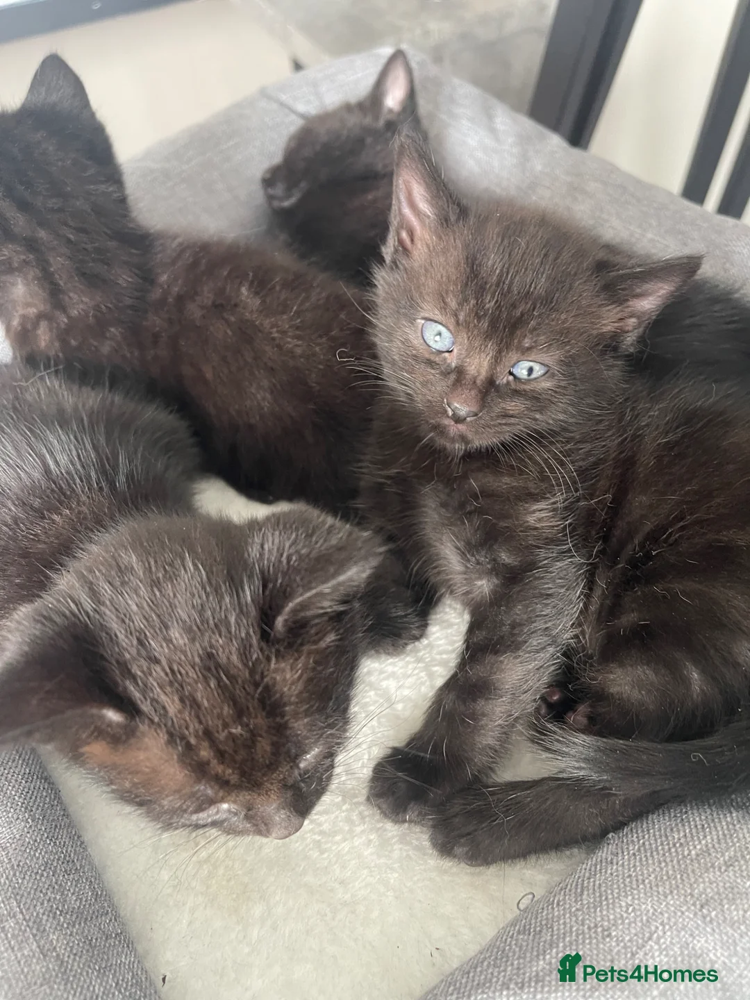 Mixed Breed cats for sale: Baby kittens  - Advert 1