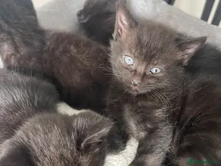 Mixed Breed cats Baby kittens - Advert 4