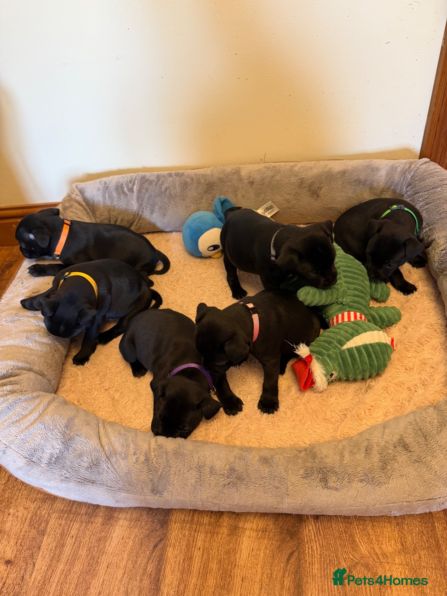 Staffordshire Bull Terrier dogs Black KC Reg/Health Tested Staffordshire Puppies. - Advert 1