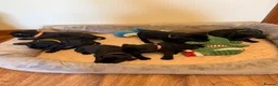 Staffordshire Bull Terrier dogs for sale: Black KC Reg/Health Tested Staffordshire Puppies. - Advert 23