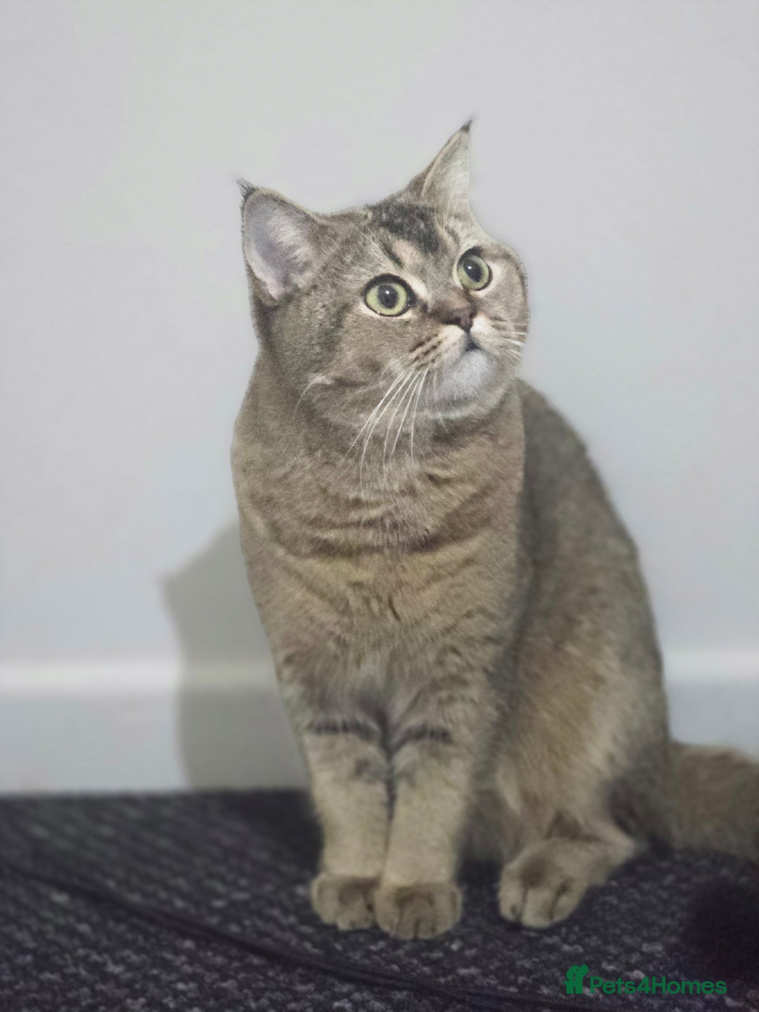 British Longhair cats for sale: Pashmak - Advert 1