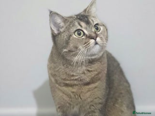 British Longhair cats Pashmak - Advert 1