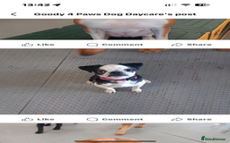 Pug dogs for sale: Stunning Puppy Unique Blue Eye Very Loving - Image 13