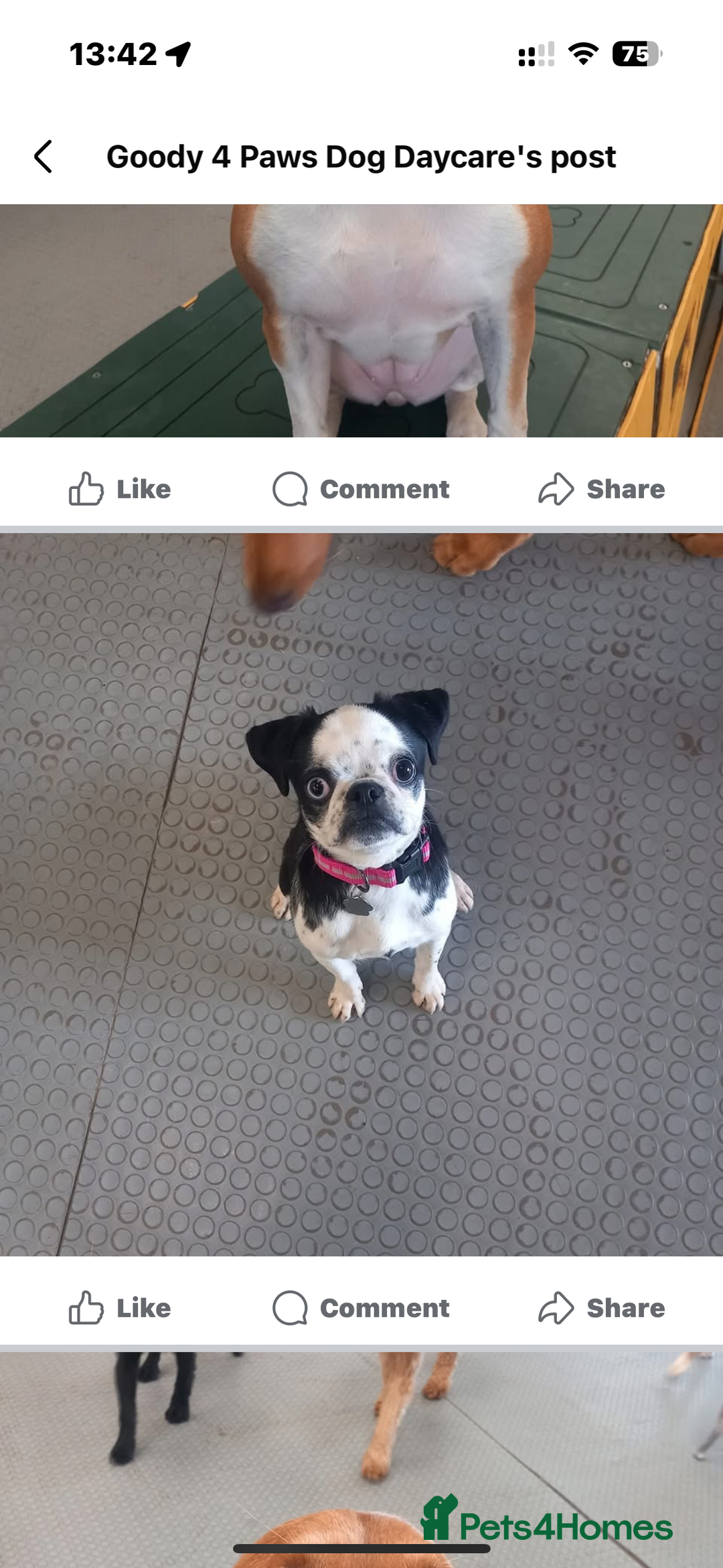 Pug dogs for sale: Stunning Puppy Unique Blue Eye Very Loving - Image 13