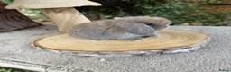 Mini Lop rabbits for sale: Baby mini lops available to reserve  - Advert 4