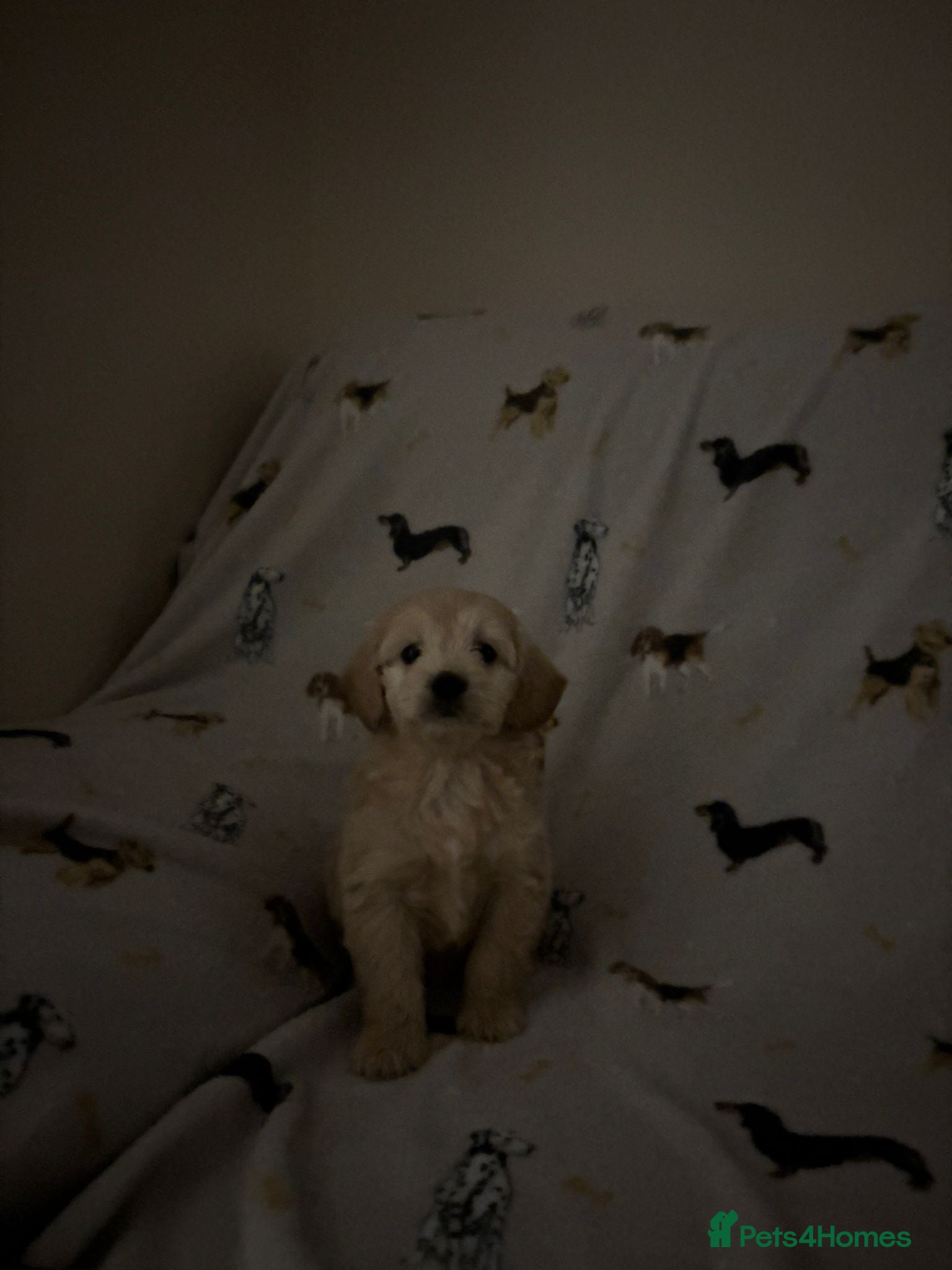 Mini Goldendoodle dogs Are Gorgeous golden doodle puppies 🐶 - Advert 1