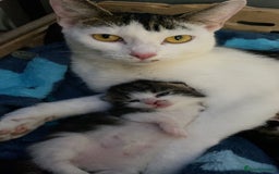 Mixed Breed cats for sale: 5 kittens for sale  - Image 5
