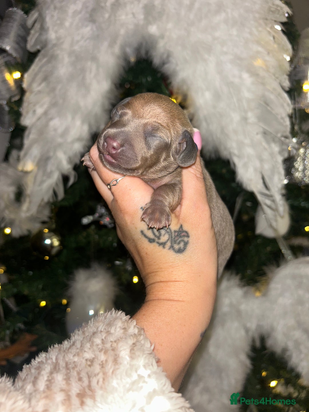 Miniature Dachshund dogs for sale: Tiny Kaninchen dachshunds  - Advert 3