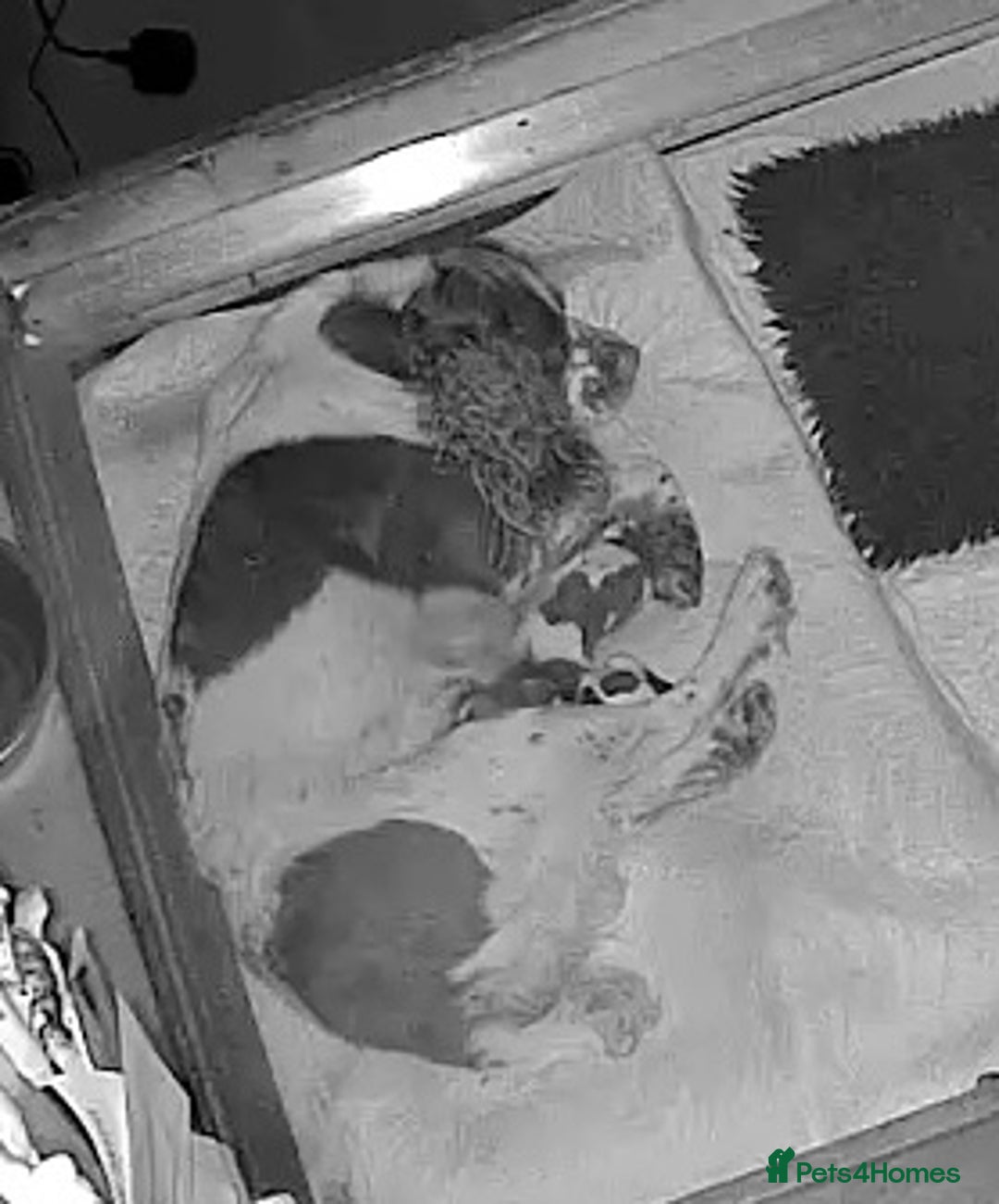 English Springer Spaniel dogs for sale: English Springer Spaniel Puppies - Advert 4