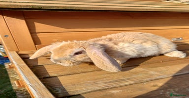 Mini Lop rabbits - Advert 7