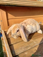 Mini Lop rabbits - Advert 11