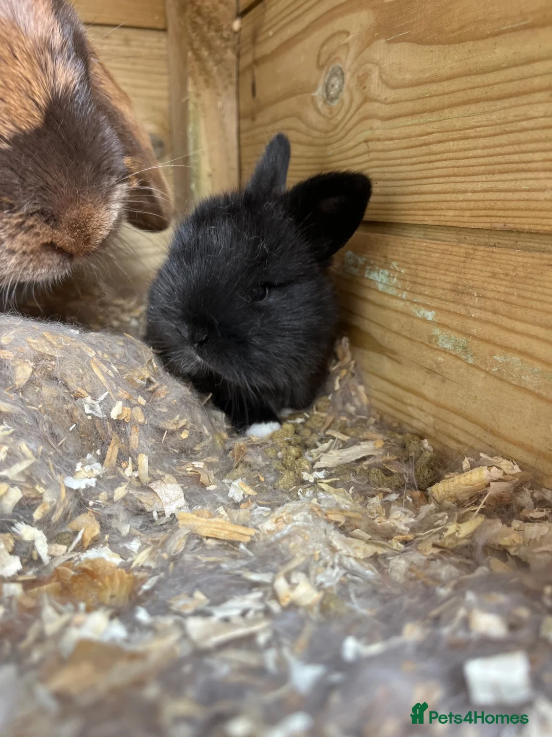 Mini Lop rabbits for sale: Mini lop bunnies  - Advert 2